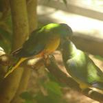 Newcastle - Blackbutt Reserve 